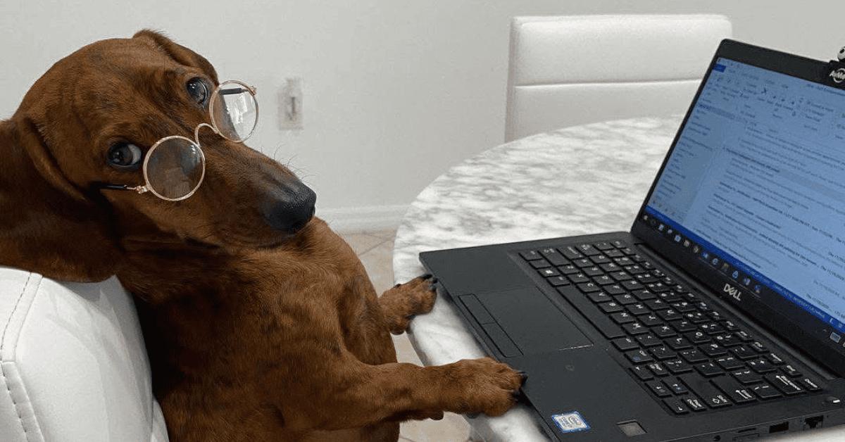 Meme de perrito trabajando en ordenador.