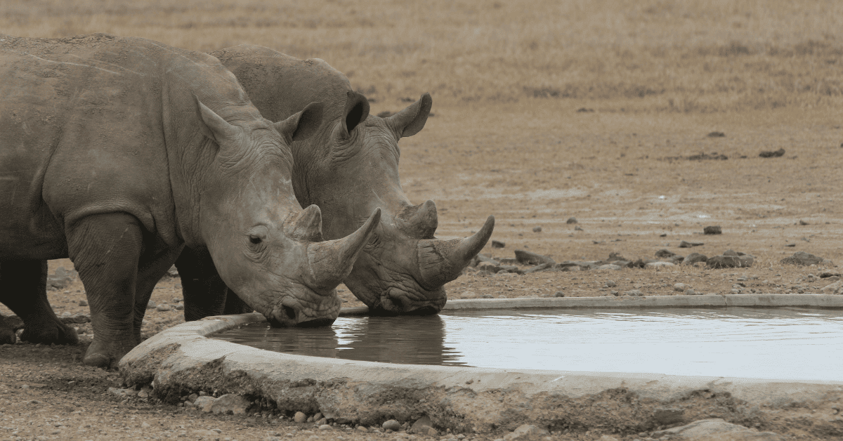 Dos rinocerontes tomando agua.