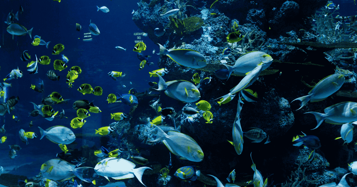 Especies protegidas en el mar.