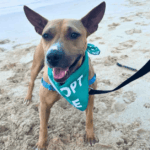 Uno de los perros del programa Field Trip con bandana de Adopt Me