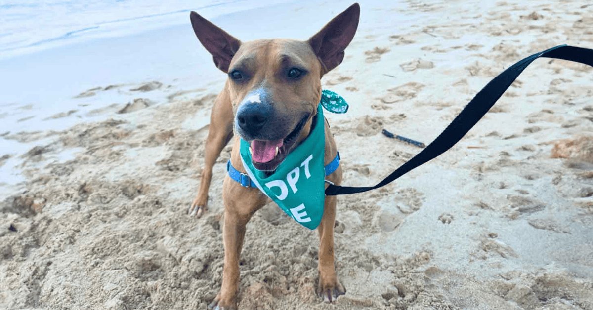 Uno de los perros del programa Field Trip con bandana de Adopt Me