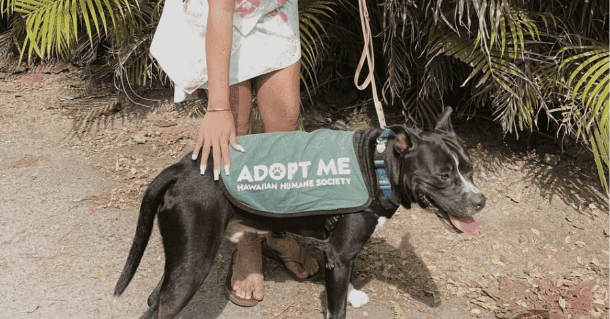Turista acariciando a un perro de refugio con chaleco Adopt Me en un paisaje tropical hawaiano