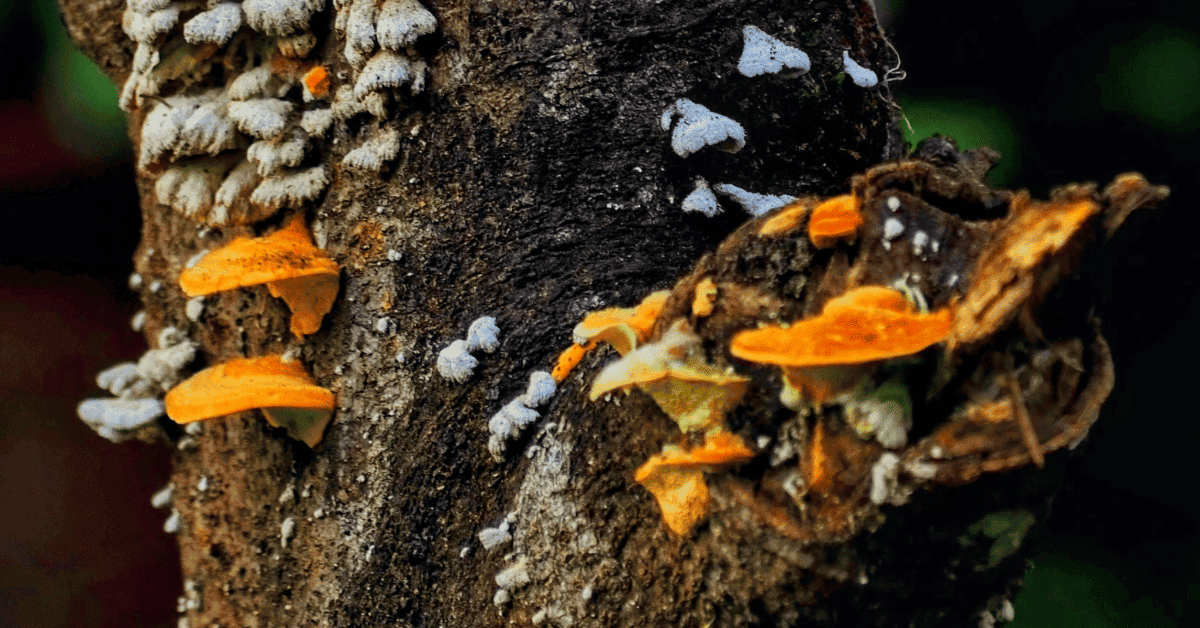 Hongos exóticos en un tronco de árbol.