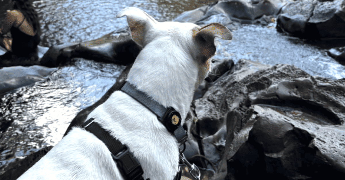 Uno de los perros del programa Field Trip de excursión en la montaña.