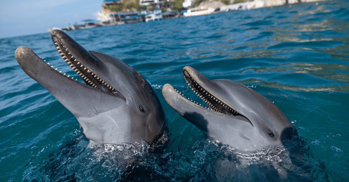 Blue y Martín, los delfines que recogen basura en el océano colombiano.