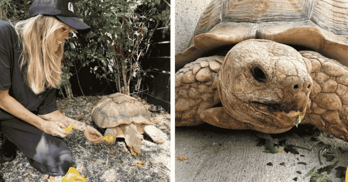 Miley Cyrus con su nueva tortuga Teru.