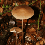 Imagen de hongos