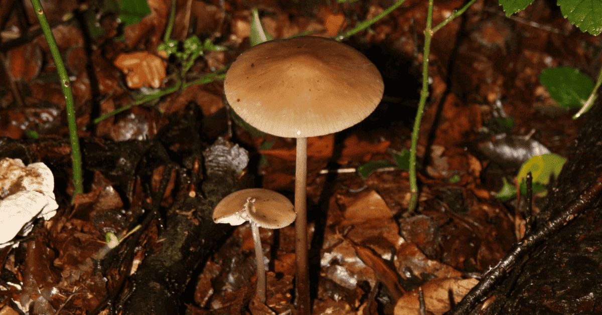 Imagen de hongos