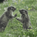 Imagen de unas marmotas