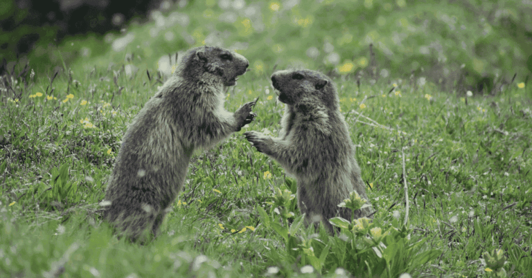 Imagen de unas marmotas